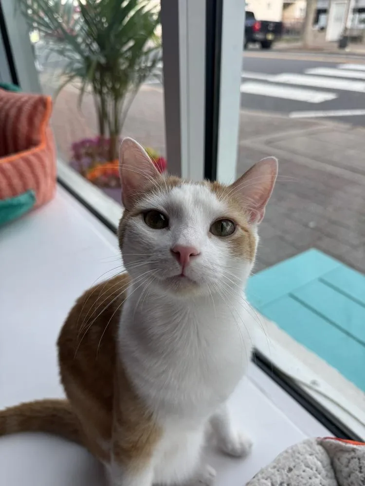 An adult medium-sized male Orange & White Domestic Short Hair cat named Prince for adoption in Pittstown, NJ