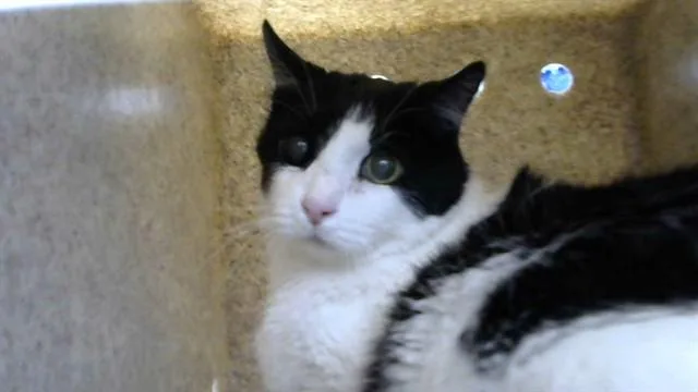 A senior medium-sized male Domestic Long Hair cat named Charlie for adoption in Albuquerque, NM