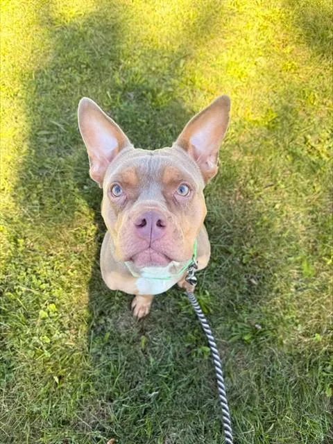 A young medium-sized female Pit Bull Terrier dog named Mimi for adoption in Aliquippa, PA