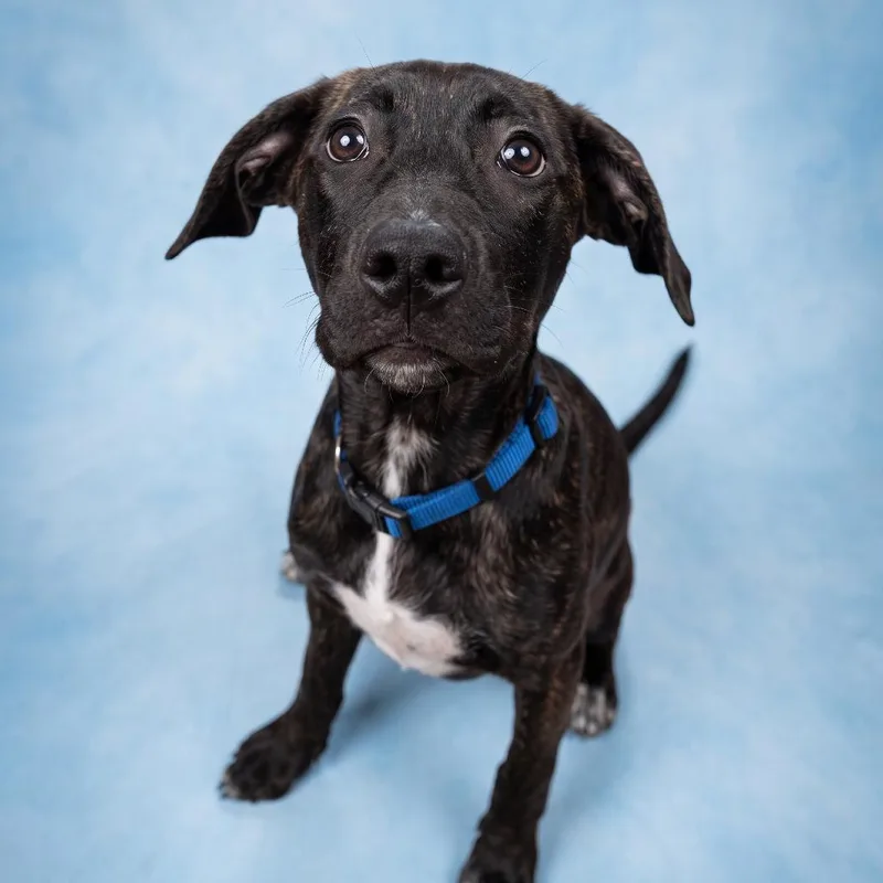 A baby small-sized female Mixed Breed dog named Valley for adoption in Bangall, NY
