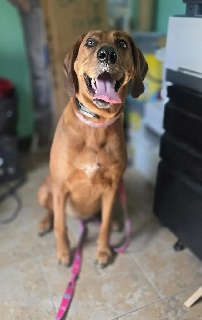 An adult large-sized female Hound dog named Roo for adoption in Ashland, WI