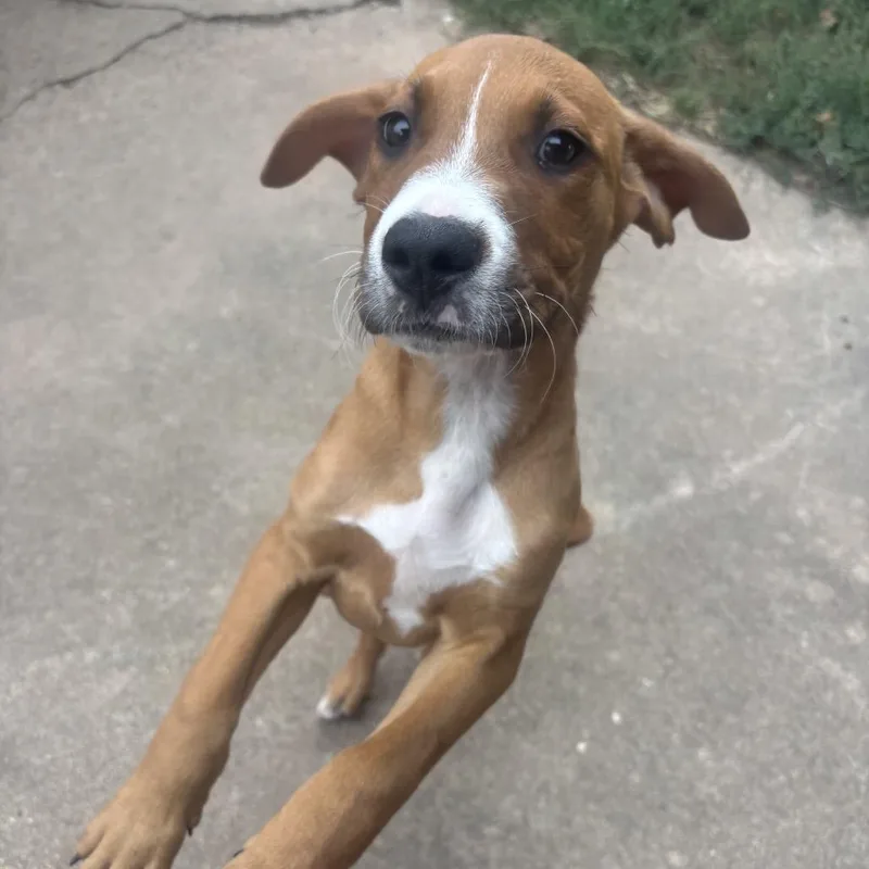 A baby small-sized male Yellow / Tan / Blond / Fawn Mixed Breed dog named Bullseye for adoption in Duncan, OK