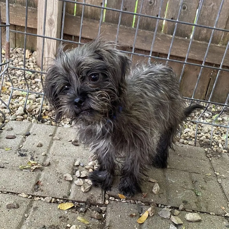 A young small-sized male Shih Tzu dog named John Cena for adoption in Madison, WI