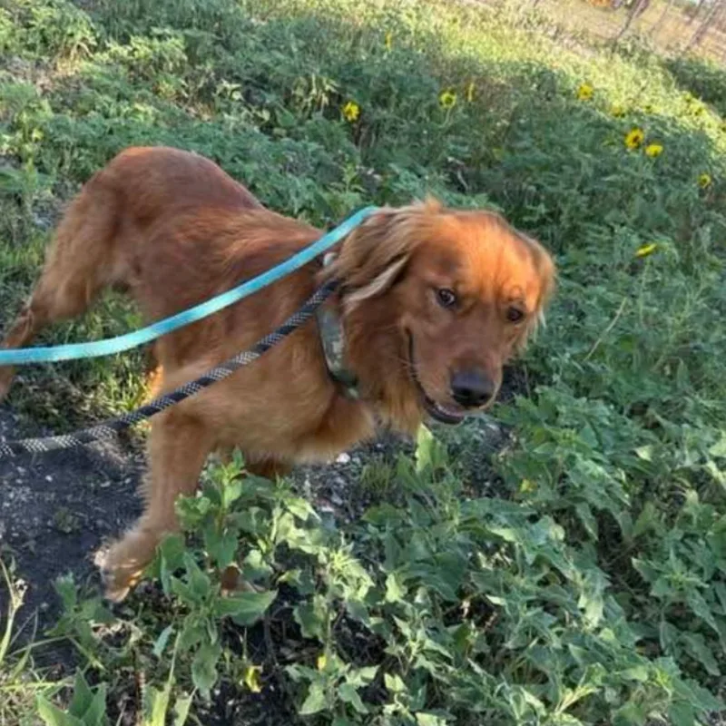 Golden Boy thumbnail 2