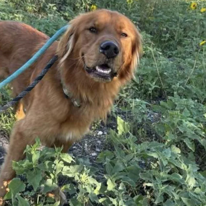 A young large-sized male Labrador Retriever dog named Golden Boy for adoption in Crofton, MD
