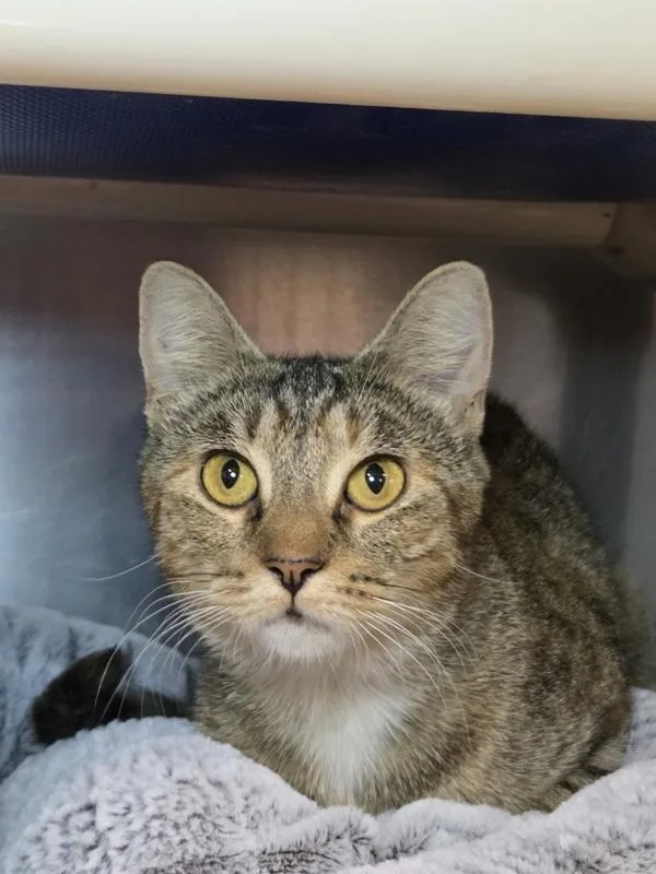 An adult medium-sized female Domestic Short Hair cat named Wheelhouse for adoption in Millersville, MD