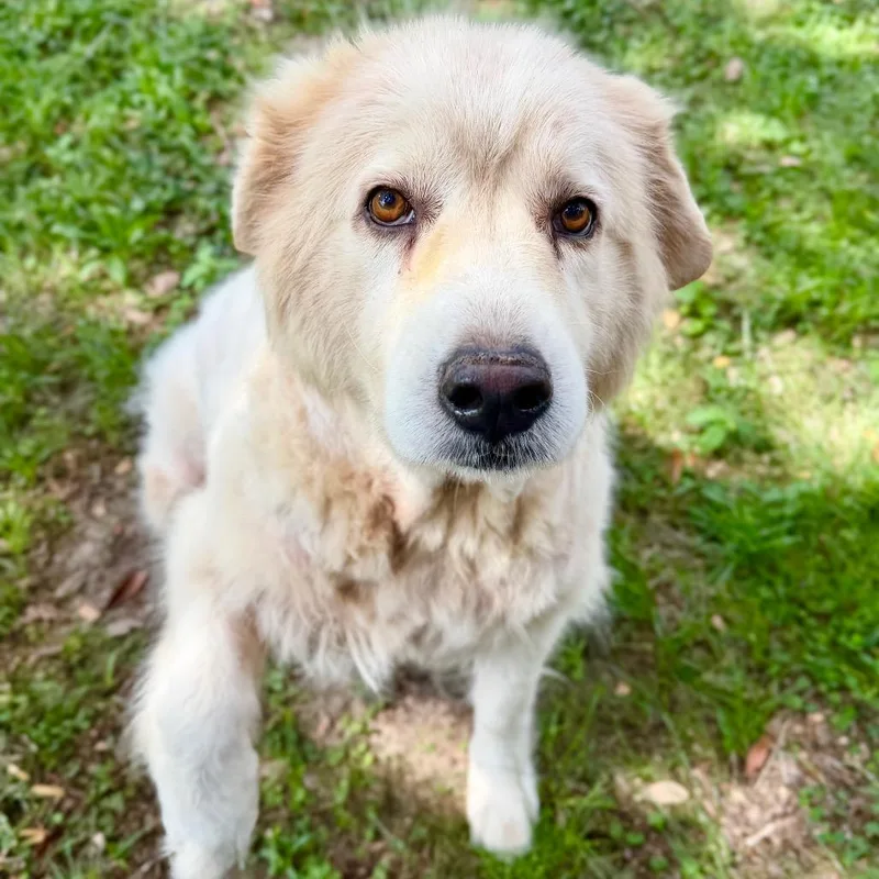 A senior large-sized female White / Cream Mixed Breed dog named Juniper for adoption in Milton, FL