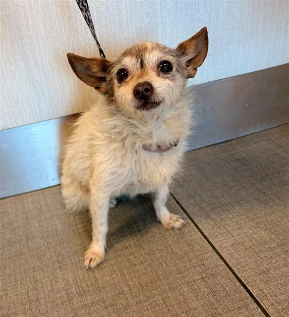 An adult small-sized female Chihuahua dog named Betty for adoption in Rancho Cucamonga, CA