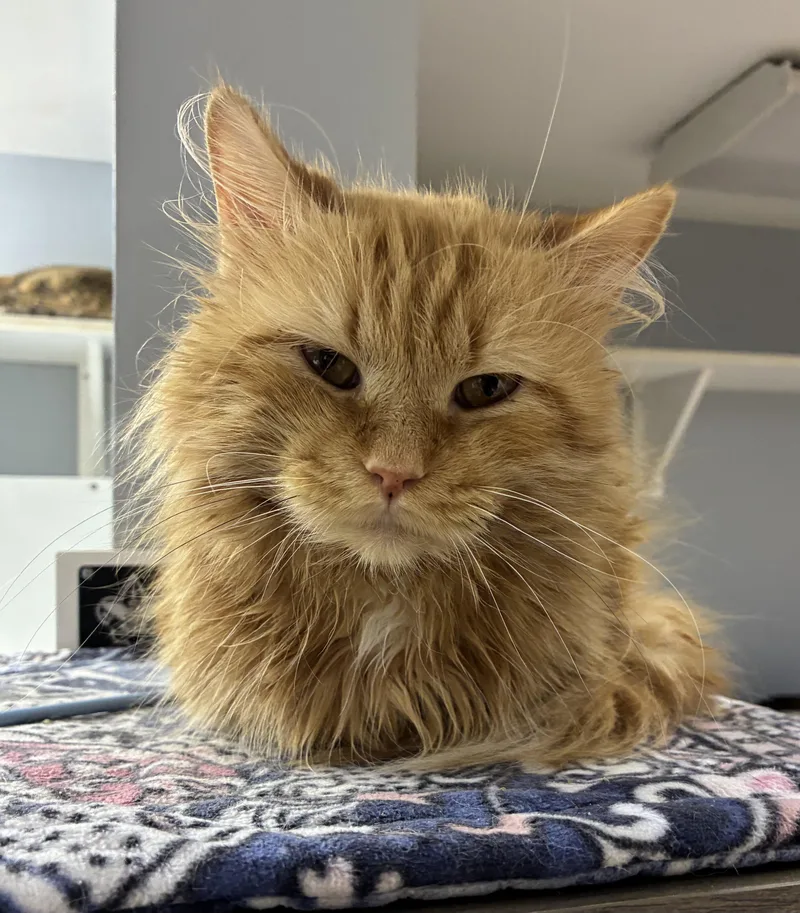 An adult medium-sized male Tabby (Orange / Red) Domestic Medium Hair cat named Purrcy for adoption in Breinigsville, PA
