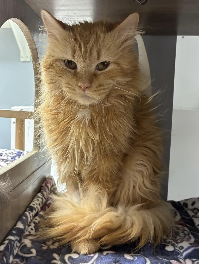 Purrcy thumbnail 2