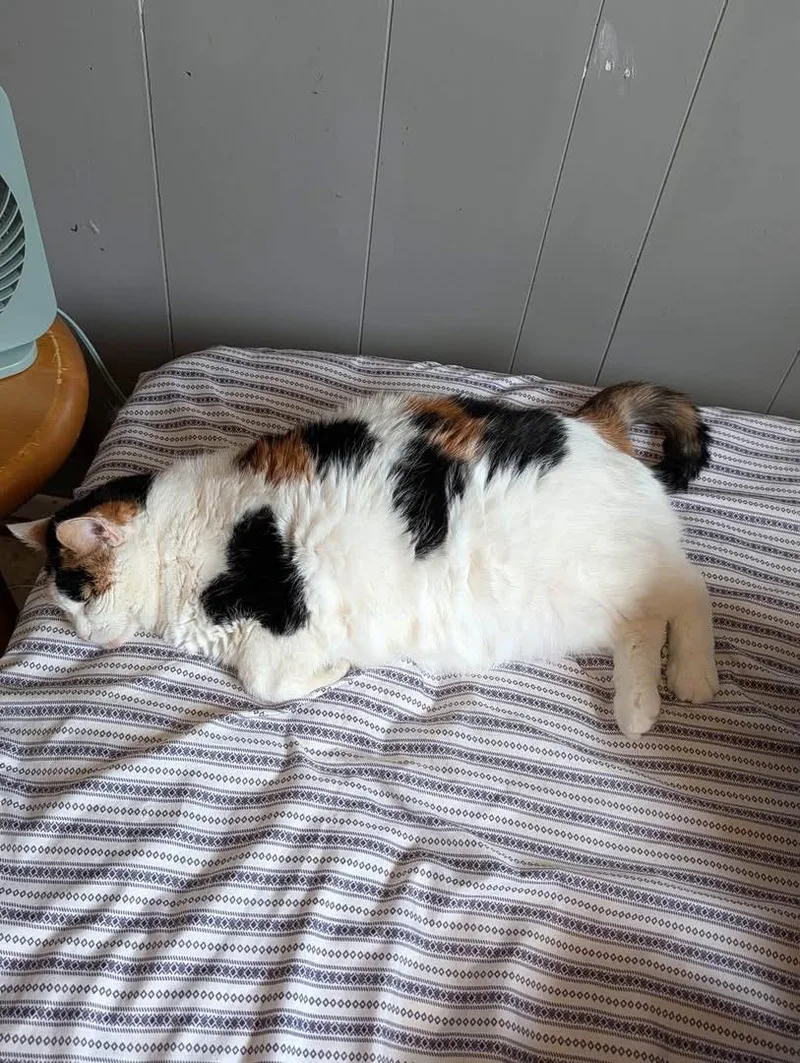 A senior large-sized female Calico Domestic Short Hair cat named Nala for adoption in Manhattan, KS