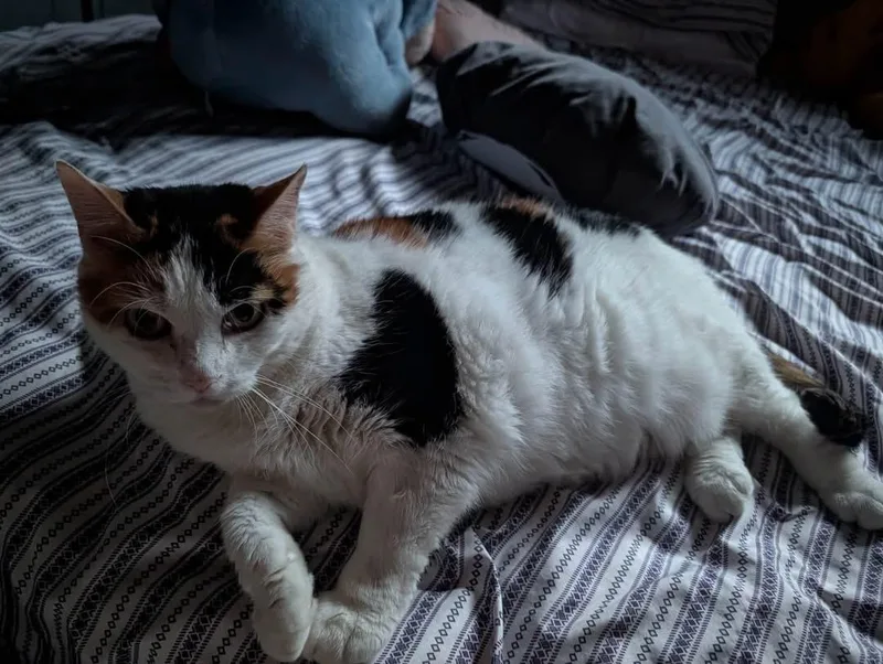 Nala thumbnail 2