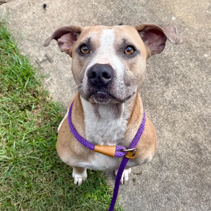 An adult medium-sized male Apricot / Beige Mixed Breed dog named Marbles for adoption in Columbus, GA