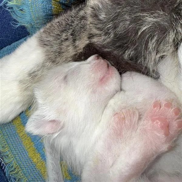 A baby small-sized female White Domestic Short Hair cat named Nagini for adoption in Mount Shasta, CA