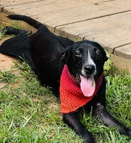 A young medium-sized male Australian Cattle Dog / Blue Heeler dog named Bryce $ for adoption in Seneca, SC