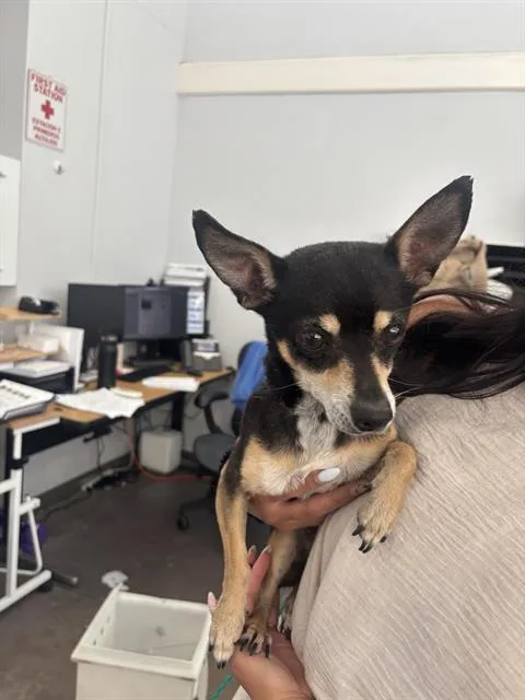 A young small-sized male Mixed Breed dog named Buddy for adoption in Dallas, TX