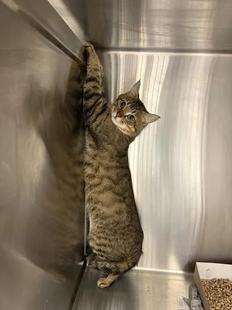 A young small-sized male Domestic Short Hair cat named Marco for adoption in Indianapolis, IN