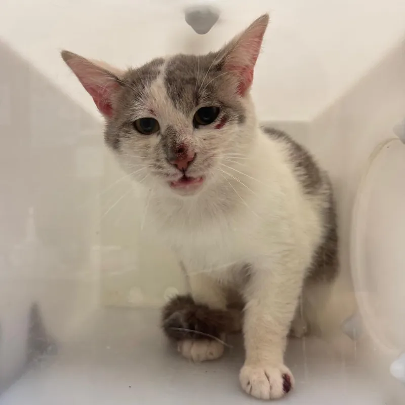 An adult medium-sized male Gray / Blue / Silver Domestic Short Hair cat named Cesario for adoption in Bristol, IN