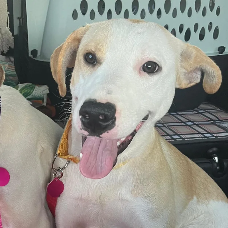 A young medium-sized female White / Cream Mixed Breed dog named Tilly for adoption in Merritt Island, FL