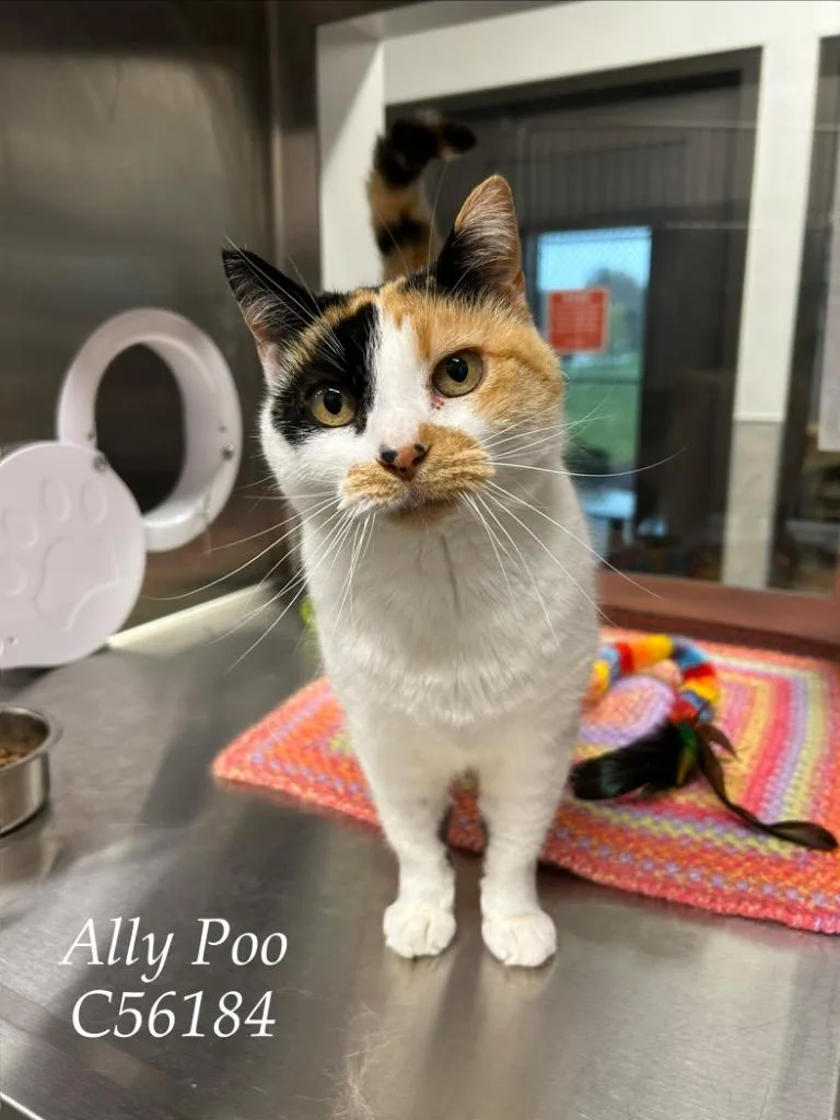 An adult small-sized female Domestic Short Hair cat named Ally Poo for adoption in Clarksville, TN