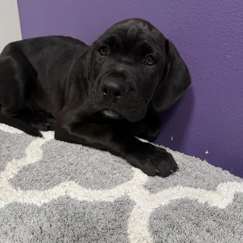 Butkus