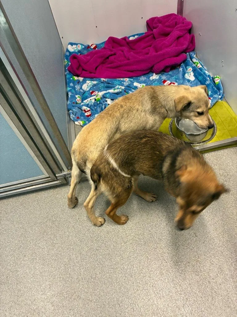 A baby medium-sized male Hound dog named Gordon for adoption in Bloomington, IN