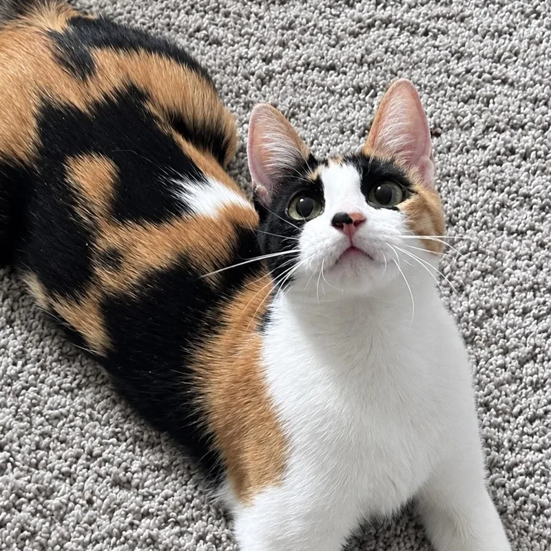 A young medium-sized female Calico Domestic Short Hair cat named Leah for adoption in Liverpool, TX