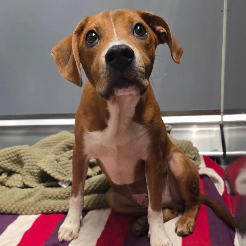 A young medium-sized male Brown / Chocolate Mixed Breed dog named Road House Rolls for adoption in East Hanover, NJ