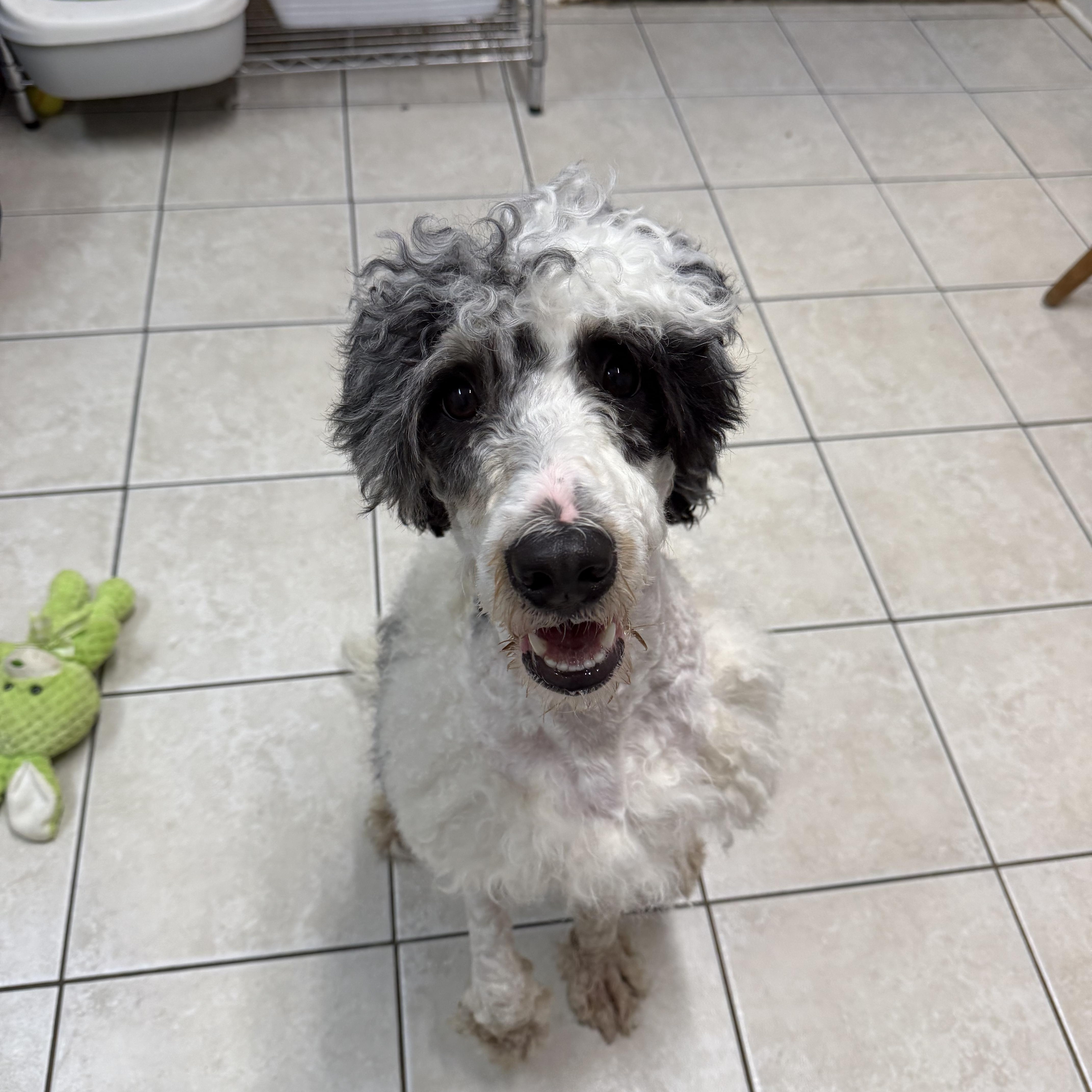 An adult medium-sized male White / Cream Bernadoodle dog named Georgie for adoption in Hendersonville, TN