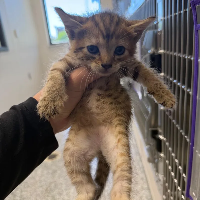 A baby small-sized female Brown / Chocolate Domestic Short Hair cat named Tuna for adoption in Morganton, NC