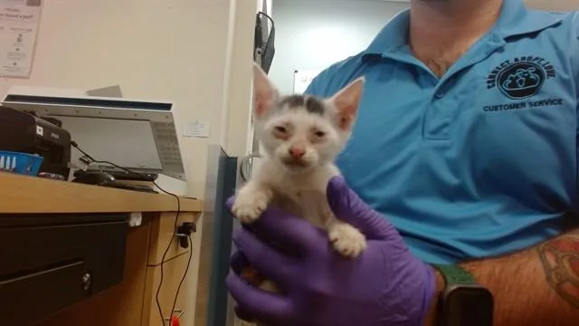 A baby small-sized female Domestic Short Hair cat named Samantha for adoption in Miami, FL