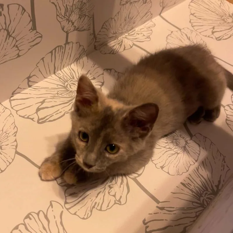 A baby small-sized female Gray / Blue / Silver Domestic Short Hair cat named Helicopter for adoption in Rocky Mount, VA