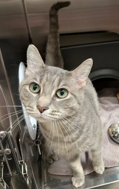 A young medium-sized male Domestic Short Hair cat named Tamlin for adoption in Fishers, IN