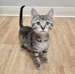 A baby medium-sized female Domestic Short Hair cat named Purl for adoption in Woodstock, IL