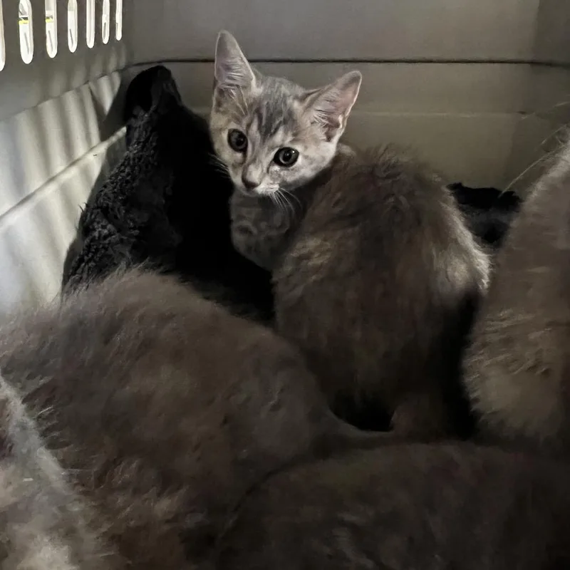 A baby small-sized female Gray / Blue / Silver Domestic Short Hair cat named Tush for adoption in Mount Juliet, TN