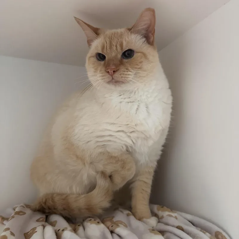 An adult large-sized male Flame Point Domestic Short Hair cat named Leroy for adoption in Greensboro, NC