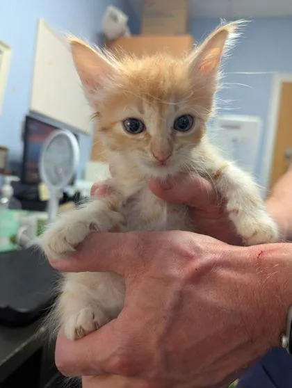 A baby small-sized male Domestic Short Hair cat named Buttercorn for adoption in Chamblee, GA