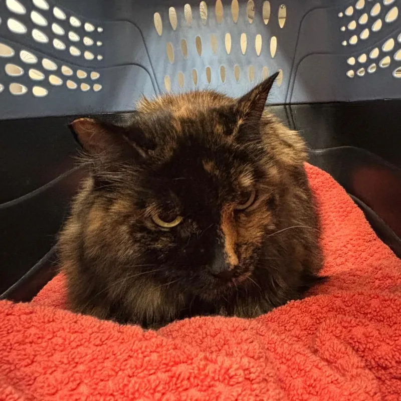 A senior medium-sized female Tortoiseshell Domestic Long Hair cat named Clover for adoption in Santa Barbara, CA