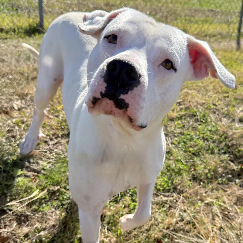 An adult medium-sized male White / Cream American Bulldog dog named Dewey for adoption in Houston, TX