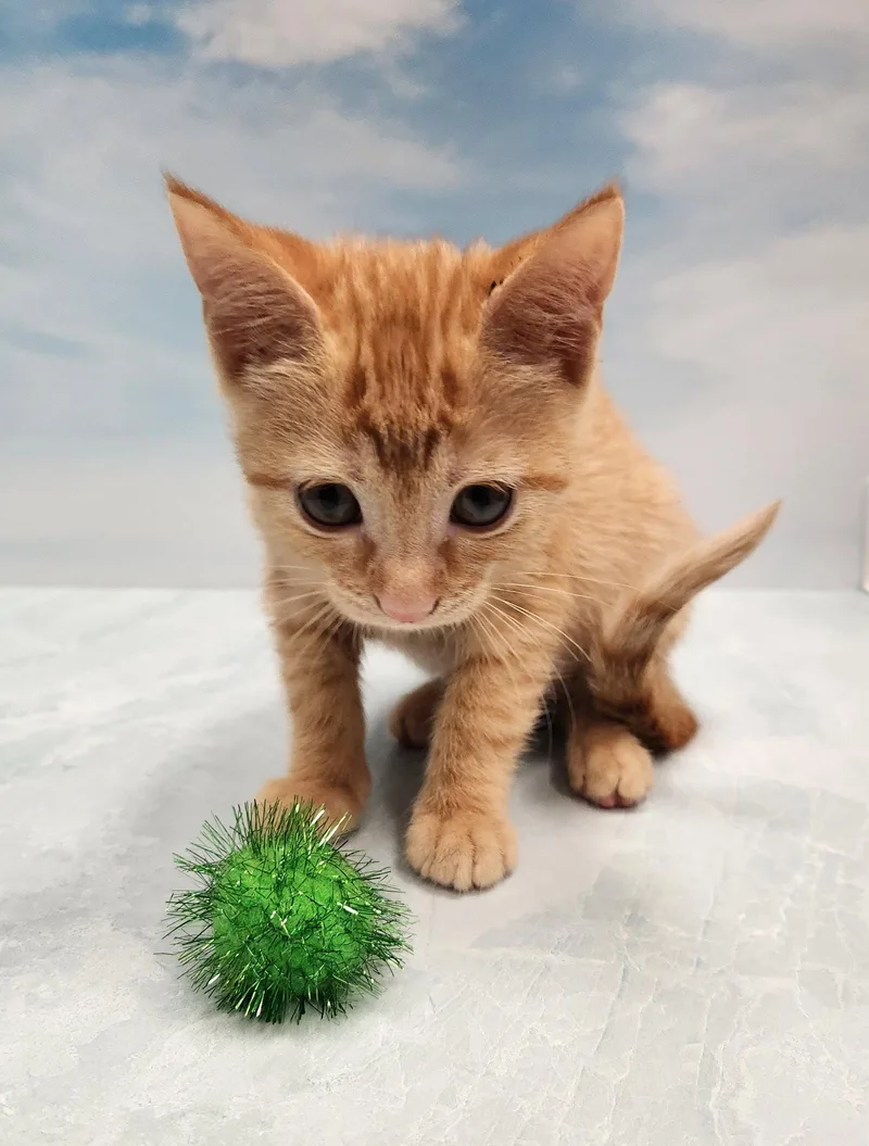 A young medium-sized female Domestic Short Hair cat named Marmalade for adoption in Charleston, SC