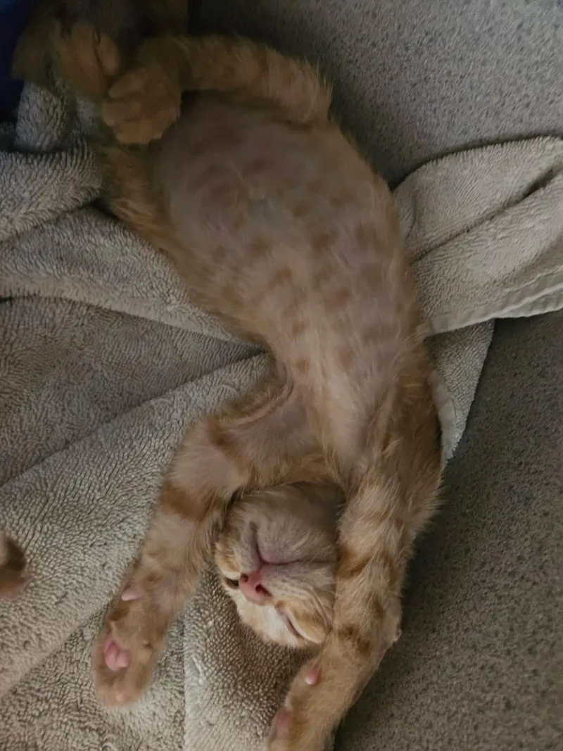 Marmalade thumbnail 2
