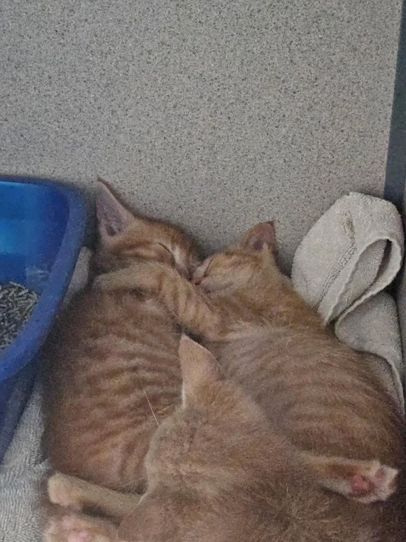 Marmalade thumbnail 3