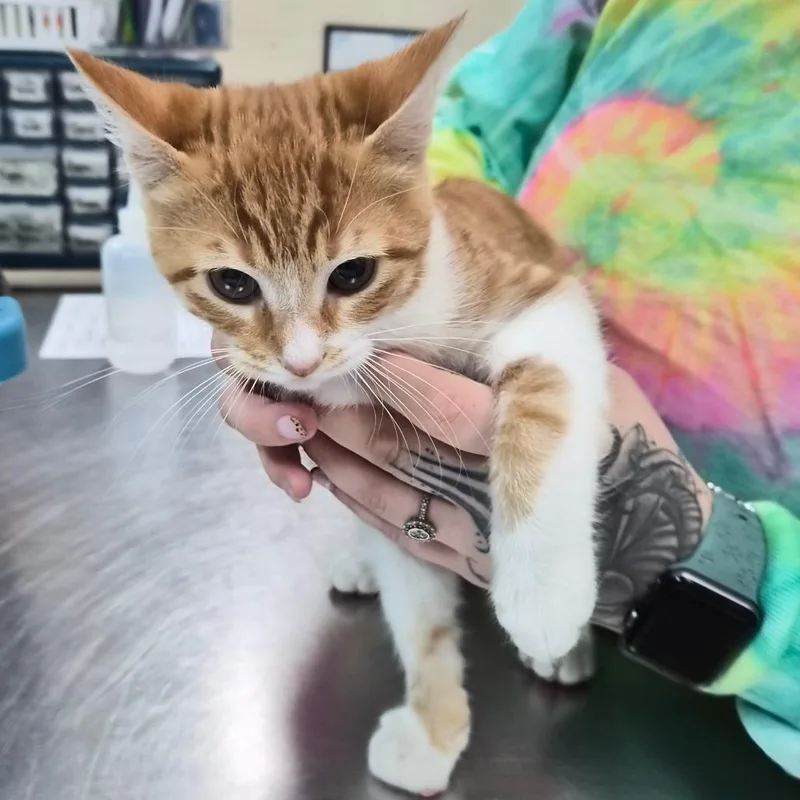 A baby small-sized male Orange / Red Domestic Short Hair cat named Nibbler for adoption in Middleburg, FL