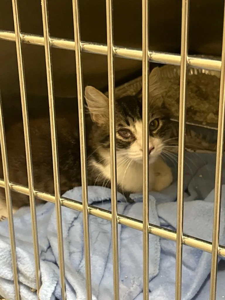 A baby medium-sized male Domestic Medium Hair cat named Cx for adoption in Winder, GA
