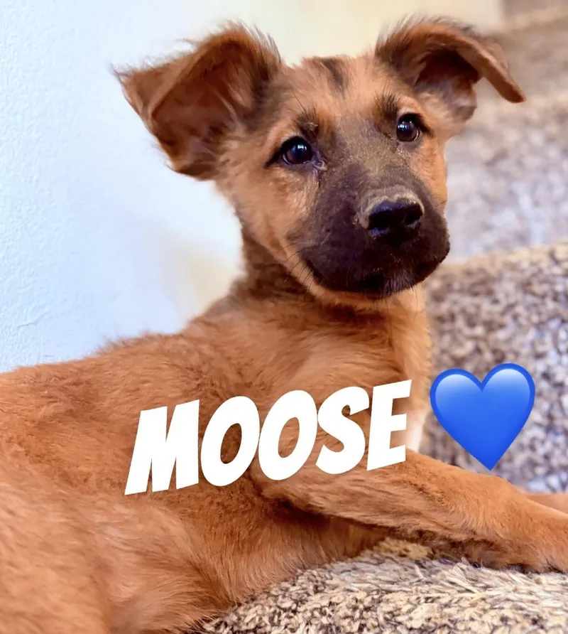 A baby large-sized male German Shepherd Dog dog named Moose for adoption in Felton, PA