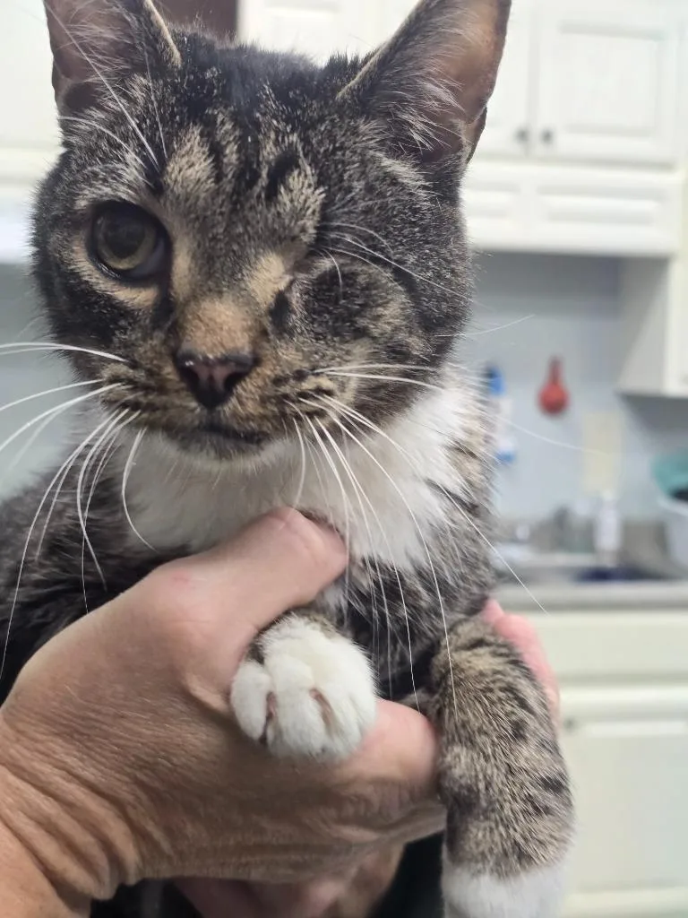 A senior medium-sized male Domestic Short Hair cat named Theo for adoption in Danielsville, GA