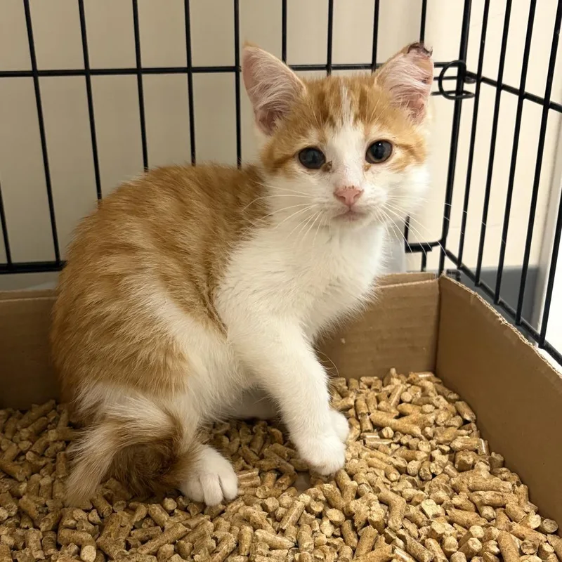 A baby small-sized male White Domestic Short Hair cat named Slim Jim Phantom for adoption in La Grange, KY
