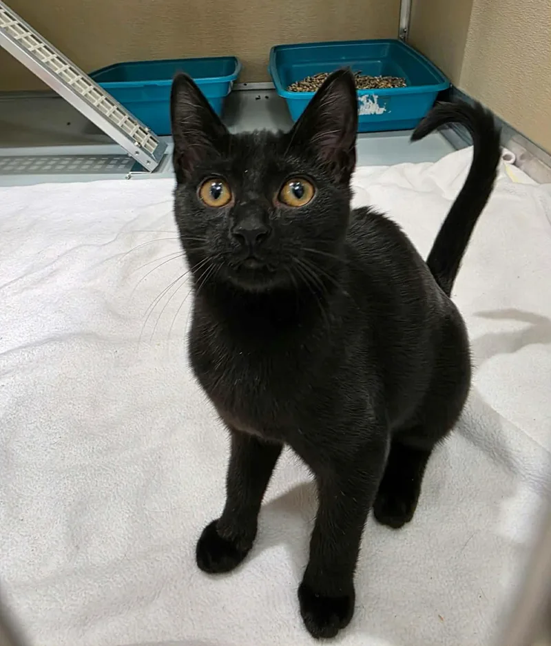 A baby medium-sized female Black Domestic Short Hair cat named Linda for adoption in Umatilla, FL