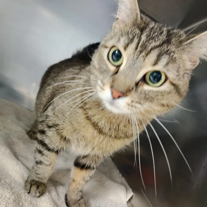 An adult medium-sized female Brown / Chocolate Domestic Short Hair cat named Empurrress Hairball for adoption in Allentown, PA