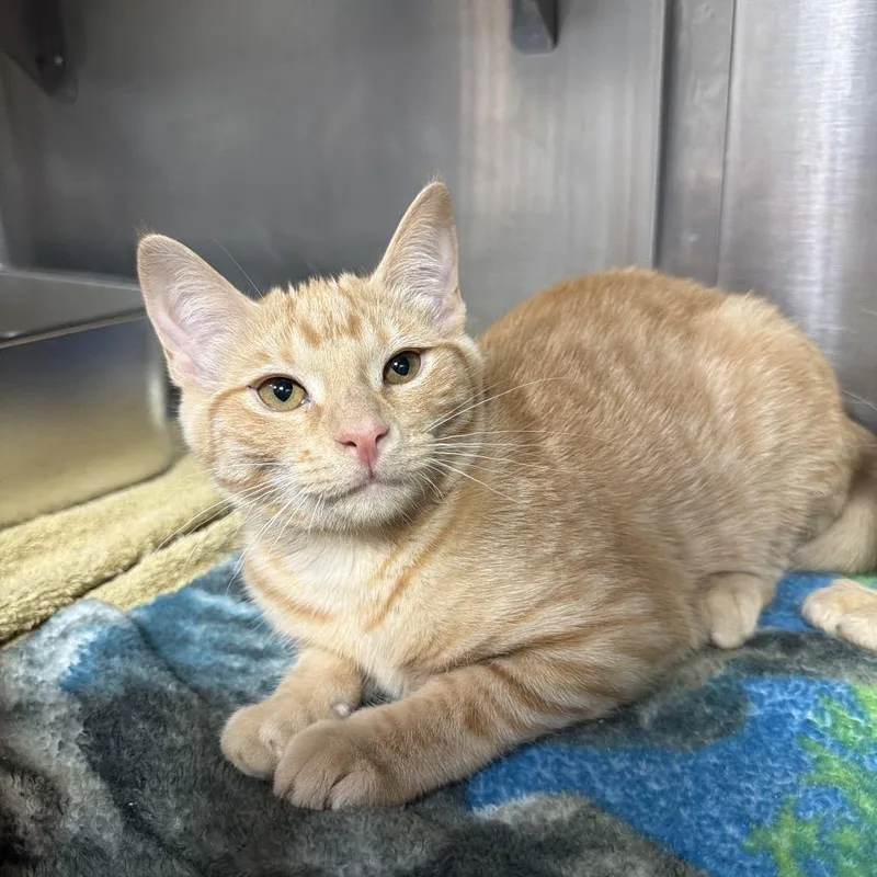 A baby small-sized female Orange / Red Domestic Short Hair cat named Joy for adoption in Pensacola, FL